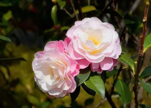 表示遗憾的花 花语是遗憾的花