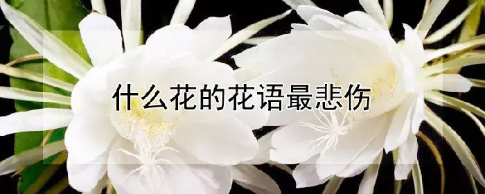 什么花的花语最悲伤