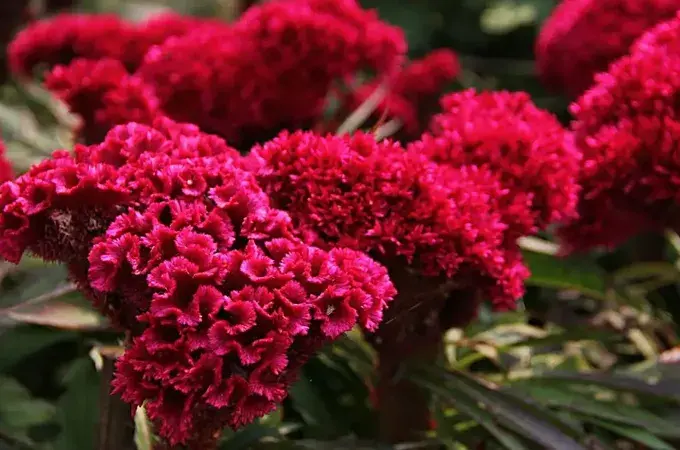 鸡冠花的花语是什么，有哪些传说故事(月季花的花语)