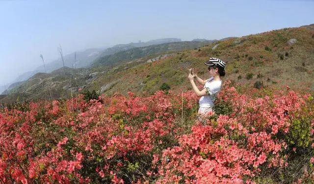 映山红花语箴言：爱的喜悦，永远属于你