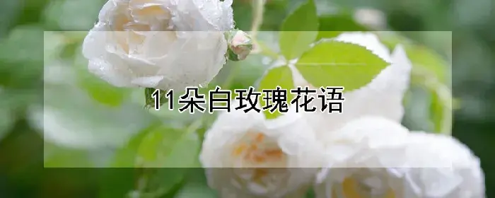 11朵白玫瑰花语