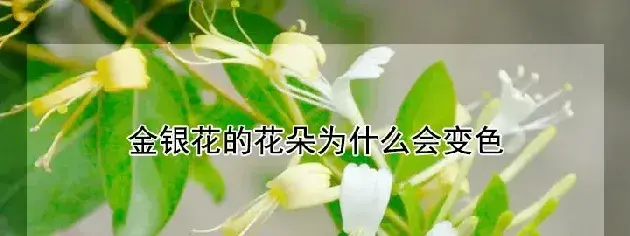 金银花的花朵为什么会变色