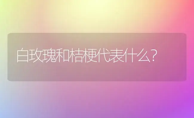 白玫瑰和桔梗代表什么？ | 绿植常识