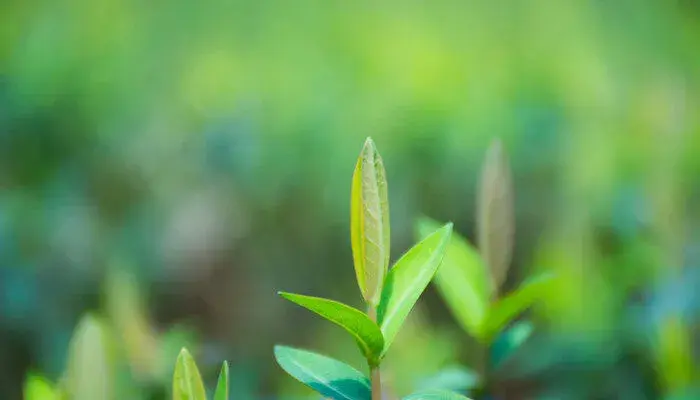 碰碰香的花语