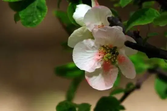 橄榄花花的花语 橄榄花的传说