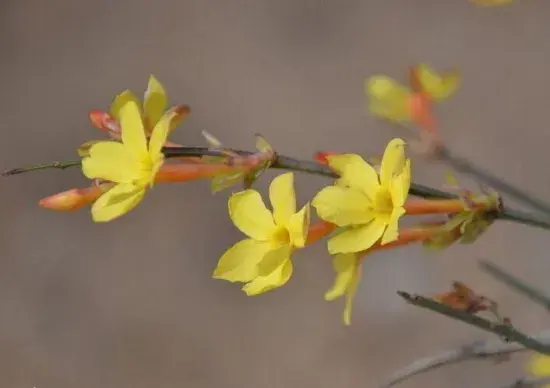 迎春花什么时候开，迎春花花语