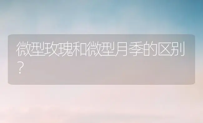 微型玫瑰和微型月季的区别？ | 绿植常识