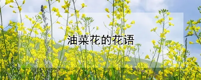 油菜花的花语