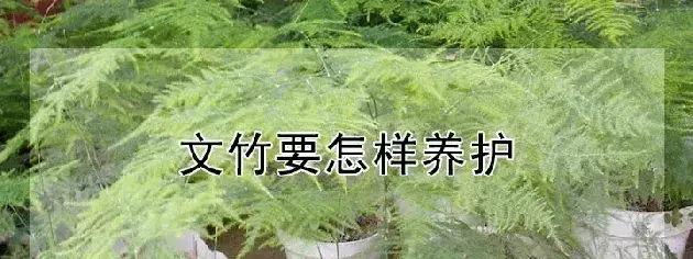 文竹要怎样养护