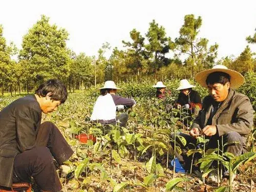 盆栽育苗 | 含笑花育苗管理技术