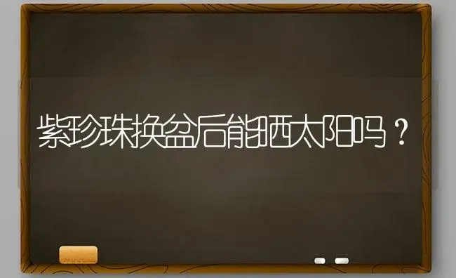 紫珍珠换盆后能晒太阳吗？ | 多肉养殖