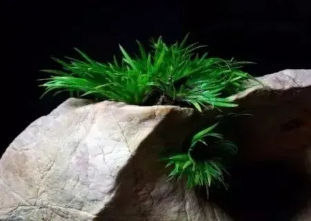 盆景知识 | 种菖蒲用什么土栽——菖蒲养殖土分析