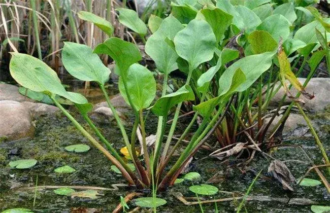 泽泻的田间管理要点