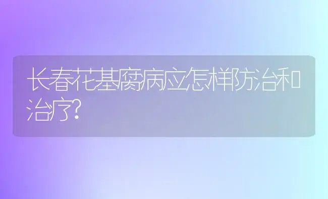 长春花基腐病应怎样防治和治疗? | 家庭养花