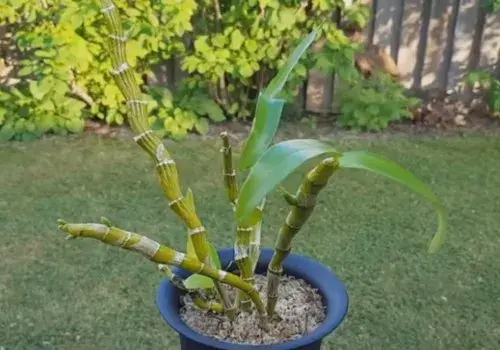 花卉果蔬盆景 | 铁皮石斛盆栽种植方法