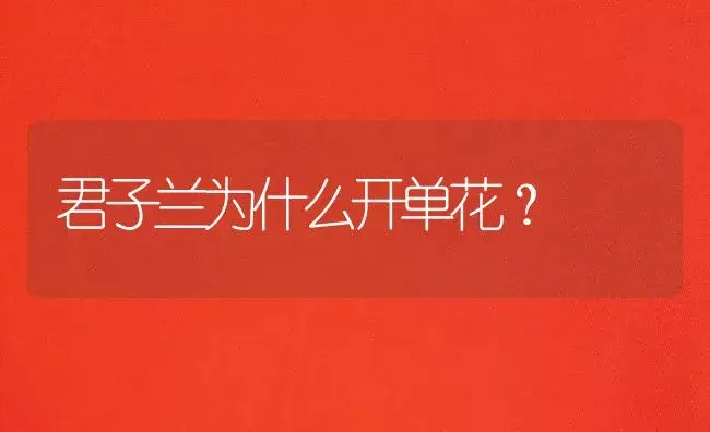 君子兰为什么开单花？ | 绿植常识