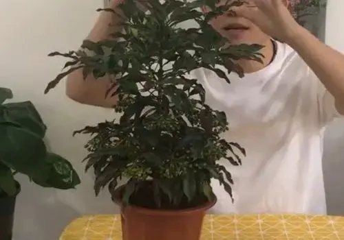 盆景养护管理 | 植物黄金万两怎么养