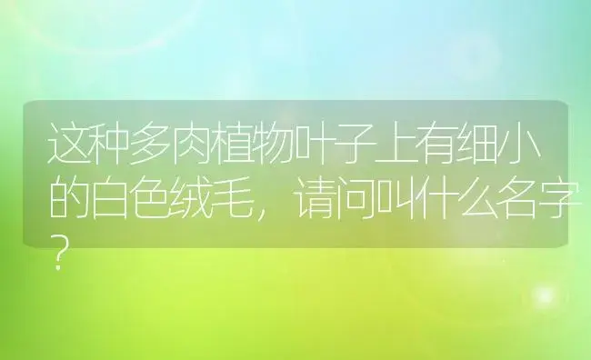 这种多肉植物叶子上有细小的白色绒毛,请问叫什么名字？ | 多肉养殖