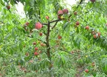 露地桃树种植技术