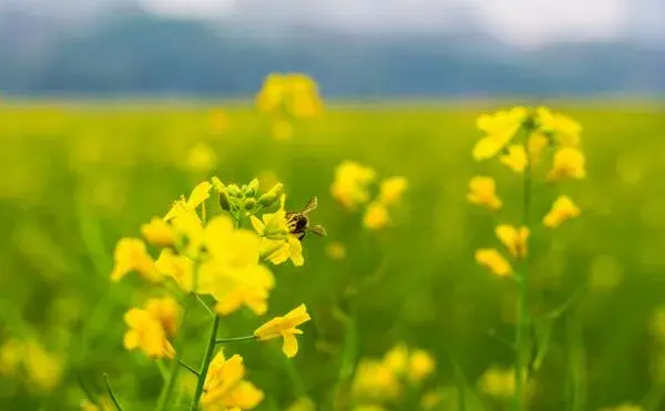 油菜花的花语是什么 油菜花代表什么意思(加油)