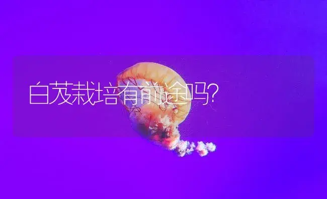 白芨栽培有前途吗？ | 药材种植