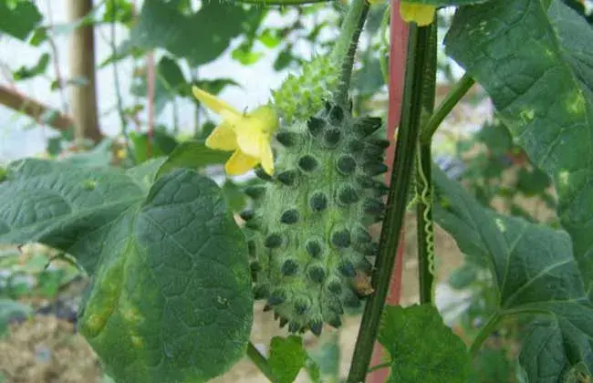 刺角瓜种植技术