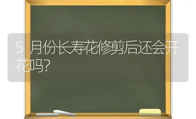 5月份长寿花修剪后还会开花吗？ | 多肉养殖