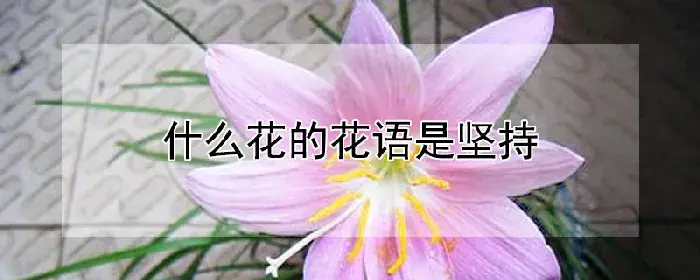 什么花的花语是坚持