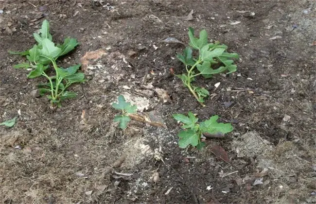 如何防治和治疗无花果根腐病