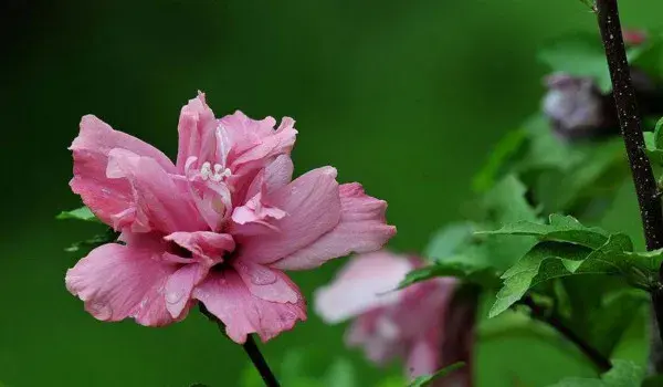 木槿花花语