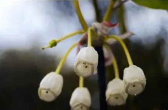 吊钟海棠花语是什么，不同花色吊钟海棠花语大全/相信爱情