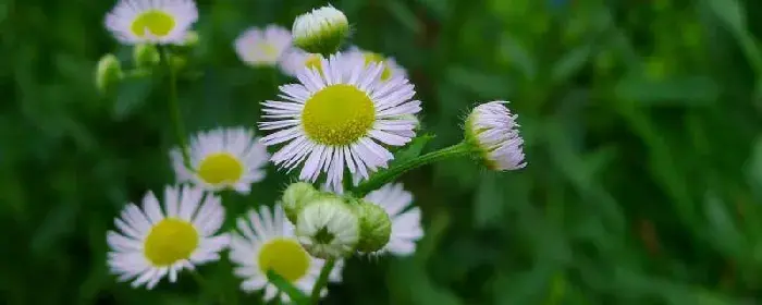 一年蓬花语