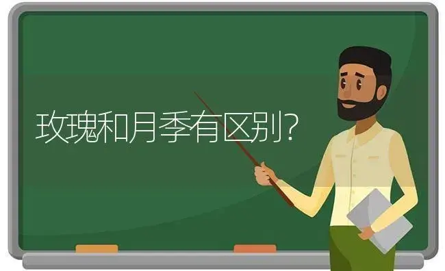 玫瑰和月季有区别？ | 绿植常识