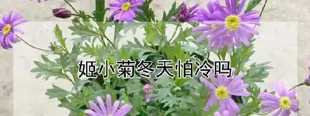 姬小菊冬天怕冷吗