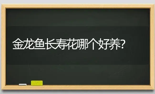 金龙鱼长寿花哪个好养？ | 多肉养殖