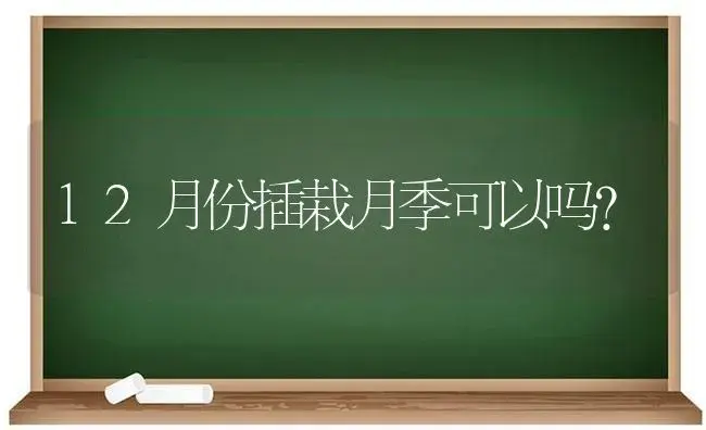 12月份插栽月季可以吗？ | 绿植常识