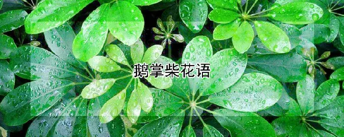 鹅掌柴花语