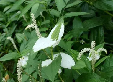 白三草花语是什么