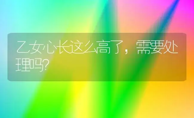 乙女心长这么高了,需要处理吗？ | 多肉养殖