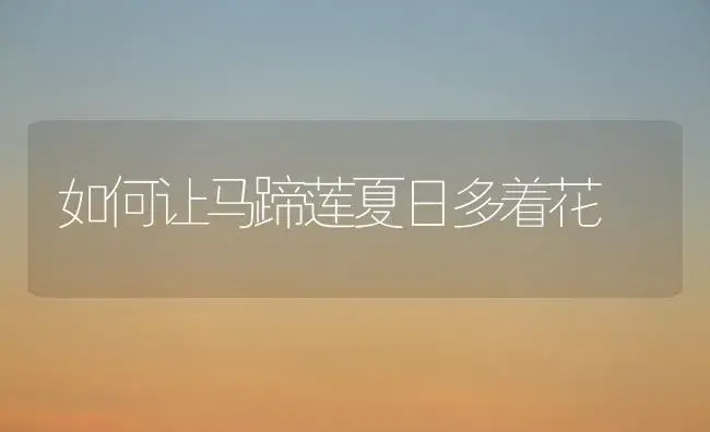 如何让马蹄莲夏日多着花 | 家庭养花