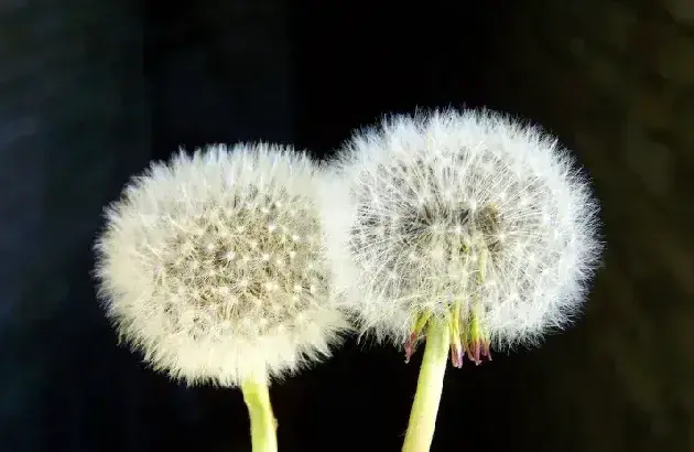 华花郎就是蒲公英吗？种子如何传播？