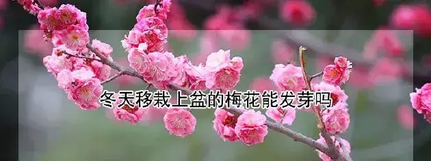 冬天移栽上盆的梅花能发芽吗