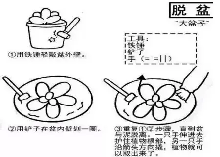 花卉果蔬盆景 | 多肉植物移栽方法图解