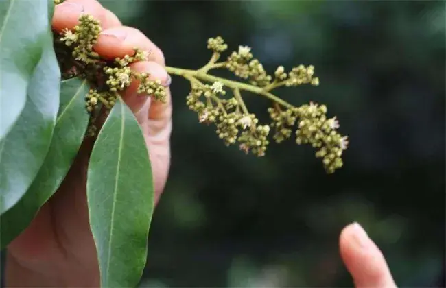 荔枝旺长不开花解决对策