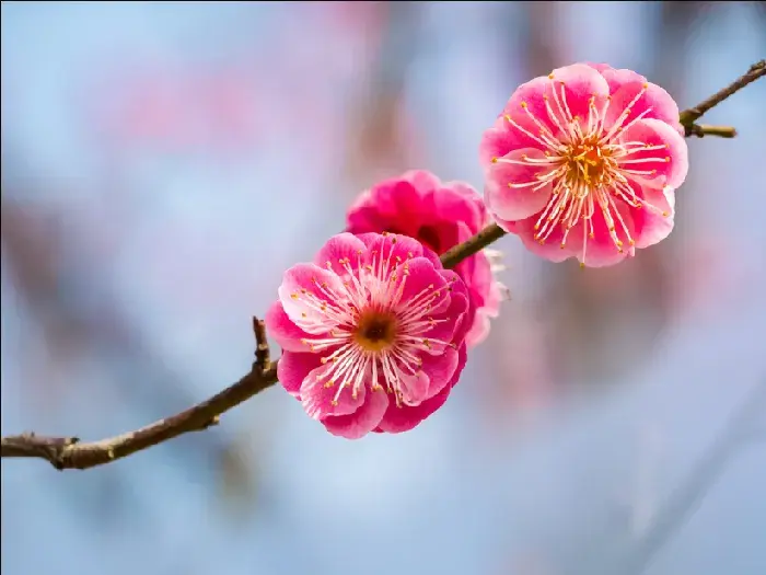 梅花的二次修剪是9月还是10月？梅花修剪知识分享