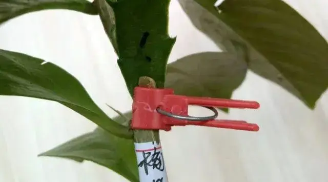 蟹爪兰嫁接需要晾干吗？