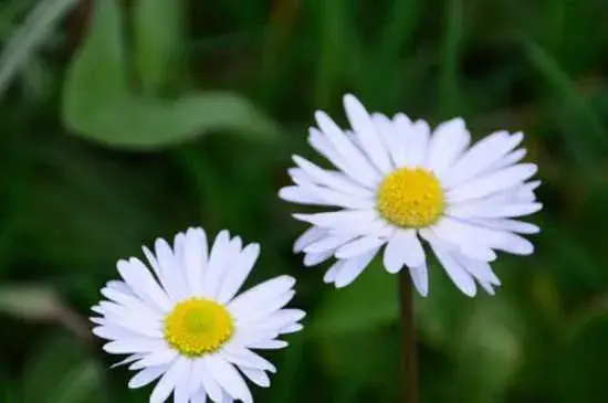 白色雏菊的花语 白色雏菊的寓意