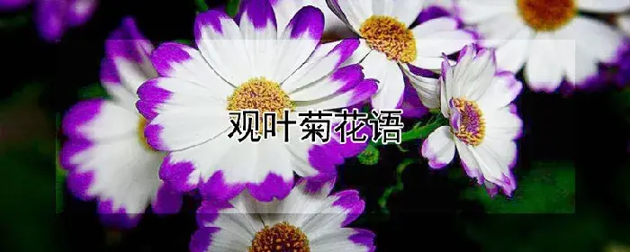 观叶菊花语