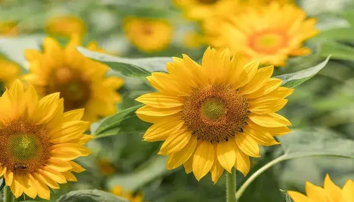 花的花语及寓意 花的花语和象征 各种花的寓意及花语和象征