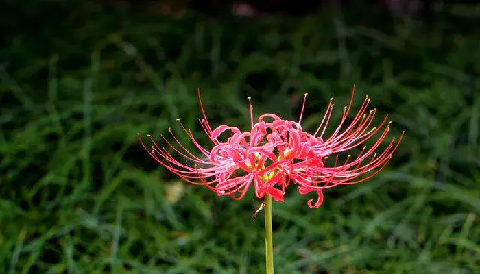 石蒜的花语和寓意